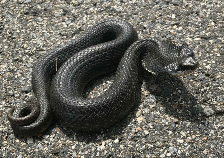 Eastern Hognose Snake